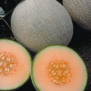 Ambrosia