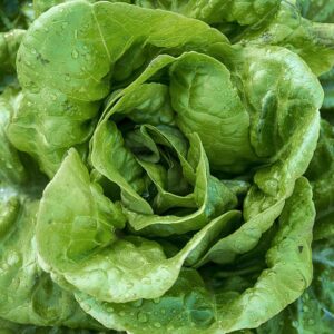 Buttercrunch