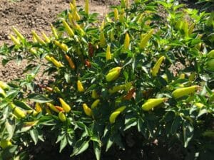 Super Chili
