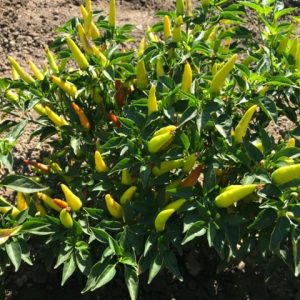 Super Chili