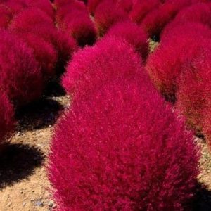 Burning Bush
