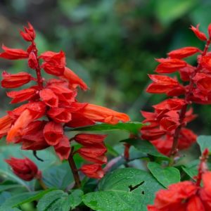 Red Hot Sally II