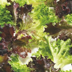 Eazyleaf Mix