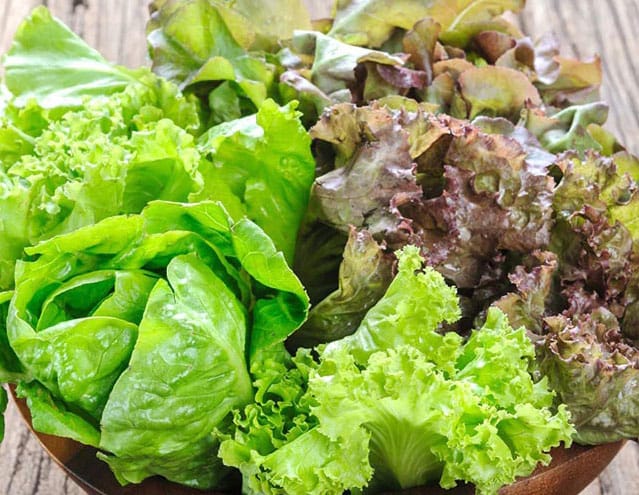 Gourmet Baby Mesclun Mix 1 Gourmet Baby Mesclun Mix