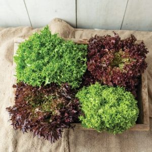 Salanova Mix