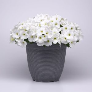 E3 White