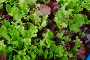 Gourmet Salad Blend