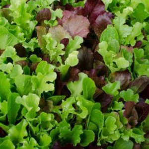 Gourmet Salad Blend
