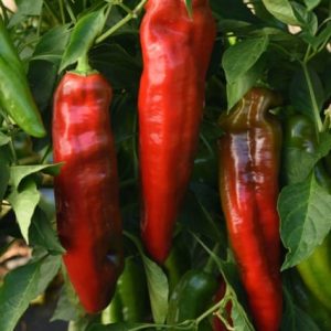 Peppigrande Red