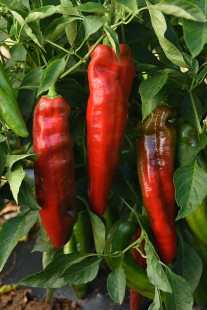 Peppigrande Red 1 Peppigrande Red