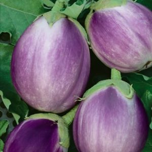 Rosa Bianca
