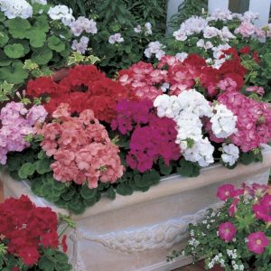 Multi Bloom Mix