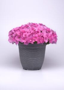E3 Pink Cosmo