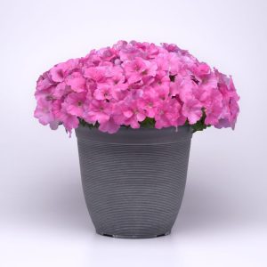 E3 Pink Cosmo