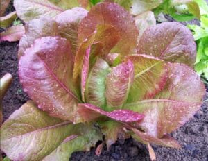 Rouge d’Hiver Romaine