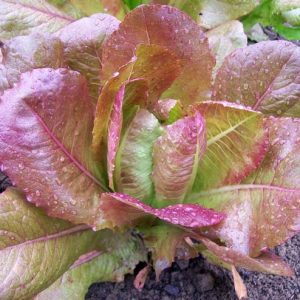 Rouge d'Hiver Romaine