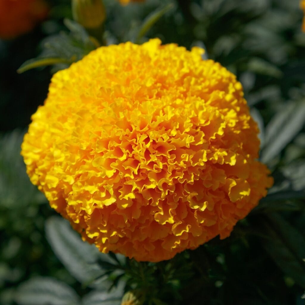 Coco Orange 1 Coco Orange