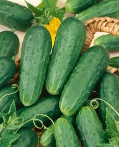 Homemade Pickle