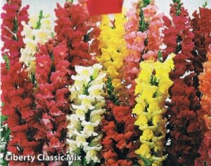 Liberty Classic Mix