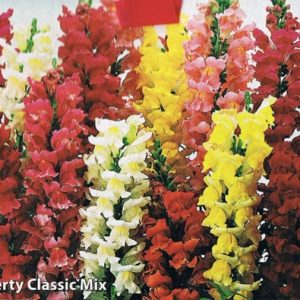 Liberty Classic Mix