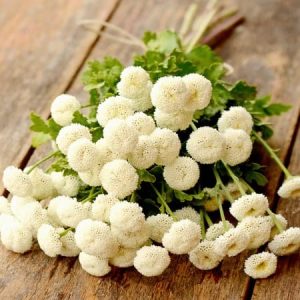 Snowball