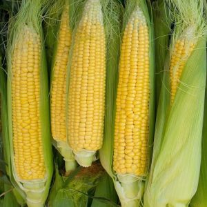 Golden Bantam 8 row