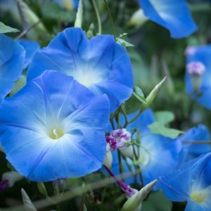 Heavenly Blue