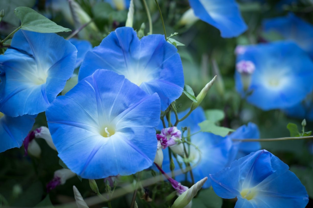 Heavenly Blue 1 Heavenly Blue