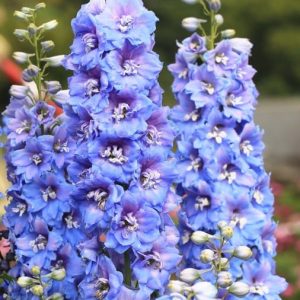 Magic Fountain Sky Blue with White Bee
