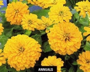 Dreamland Yellow