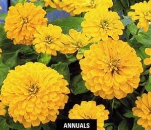 Dreamland Yellow