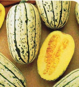 Delicata Bush