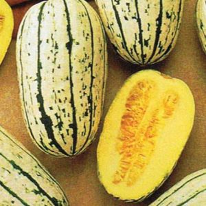 Delicata Bush