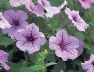 Opera Supreme Lilac Ice