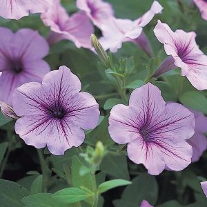 Opera Supreme Lilac Ice