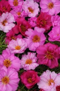 Happy Hour Pink Passion