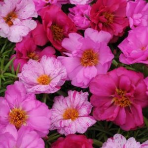 Happy Hour Pink Passion