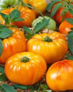 Chefs Choice Bicolor