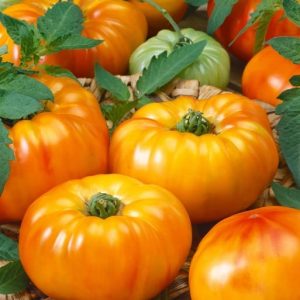 Chefs Choice Bicolor