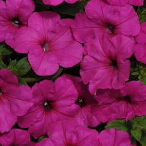 Easy Wave Neon Rose