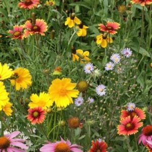 Bee Butterfly Mix