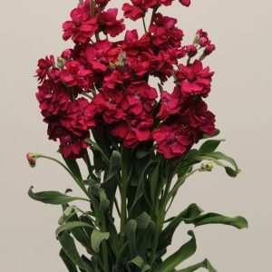 Katz Ruby