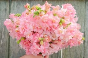 Madame Butterfly Pink
