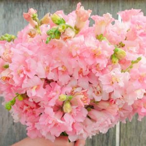 Madame Butterfly Pink