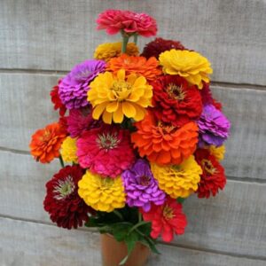 Benary’s Giant Mix