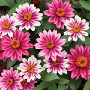 Profusion Cherry Bicolor