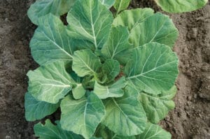 Champion Collards