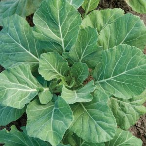 Champion Collards