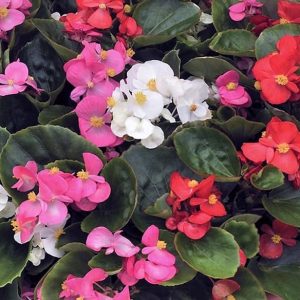 Ambassador Mix