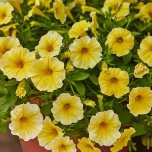 Petchoa Caliburst